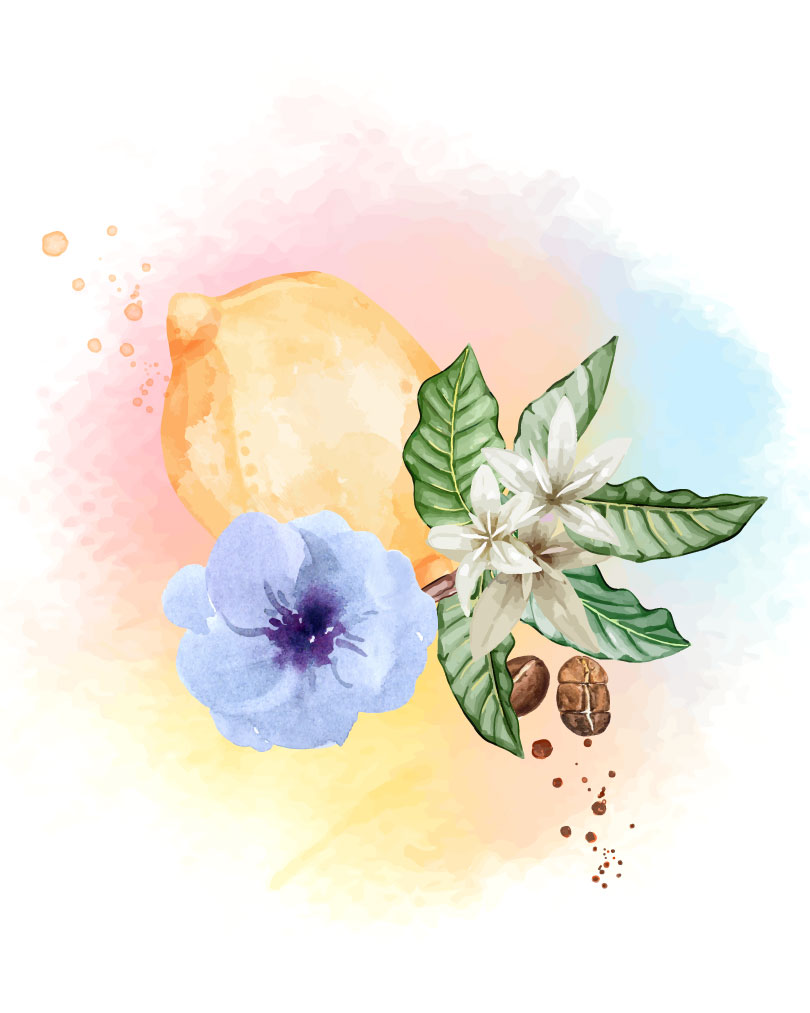 Ilustração dos elementos da fragrância Man