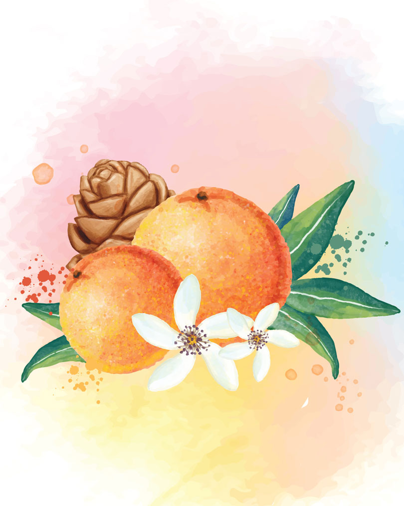 Ilustração elementos da fragrância Woman